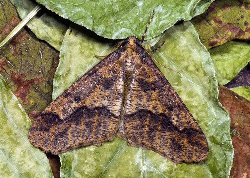 Erannis defoliaria - Geometridae